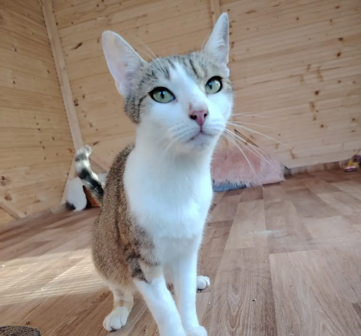 Klea