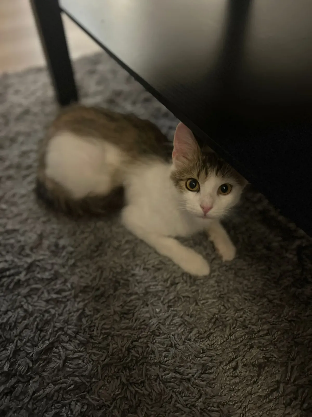 Ari 