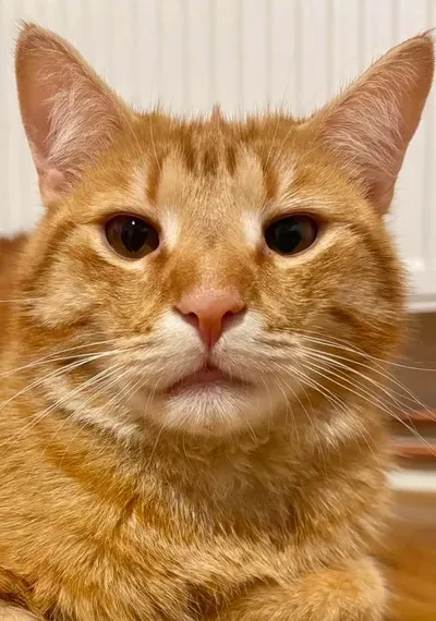 Simba