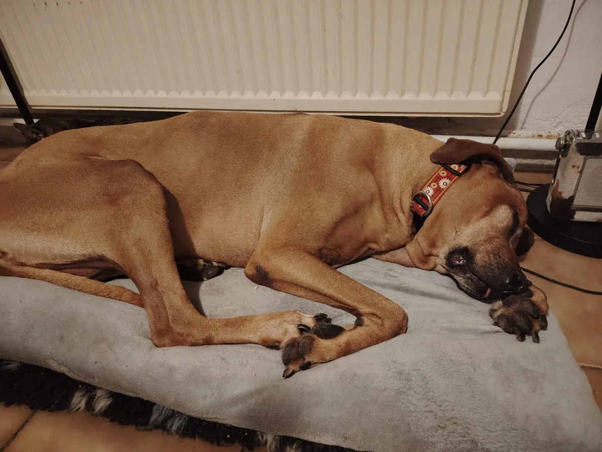 Daisy – fotografie 2