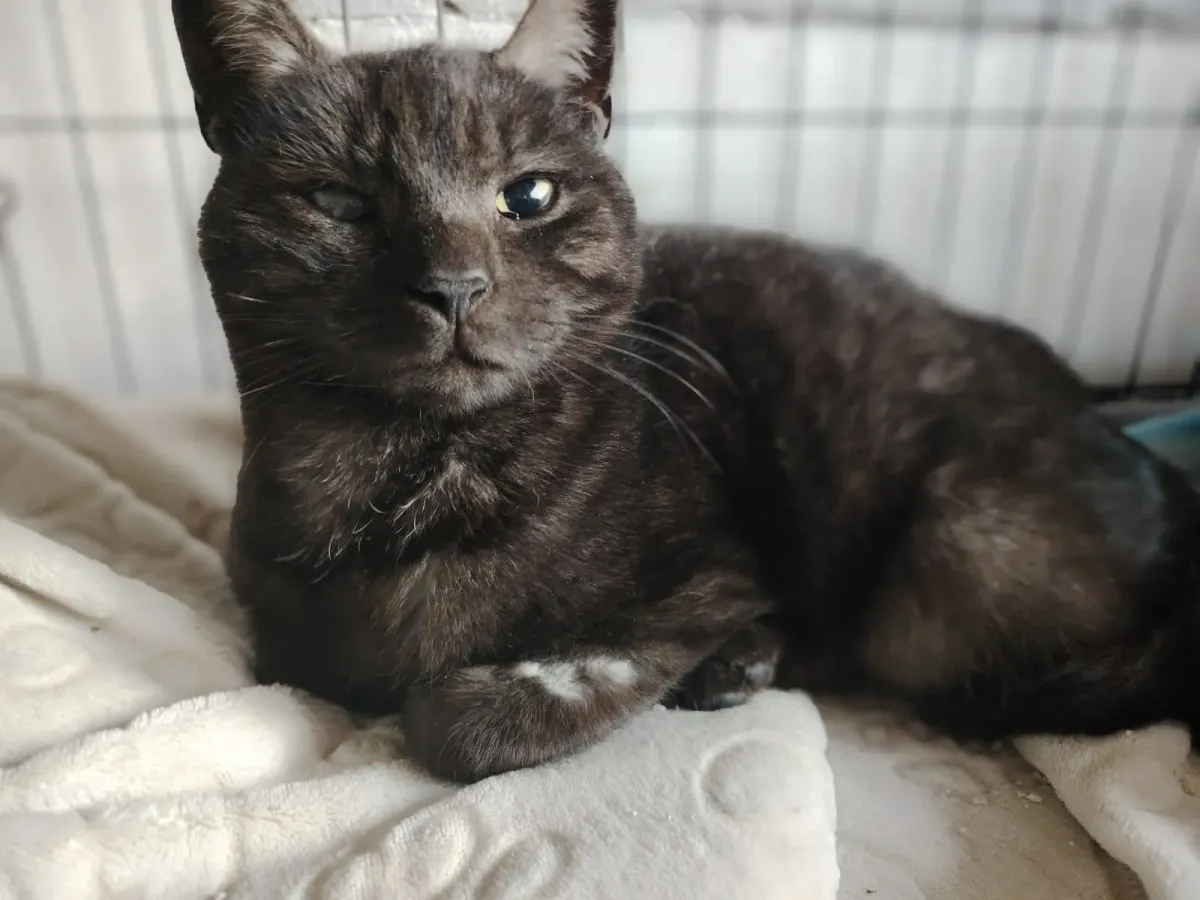 Nyx