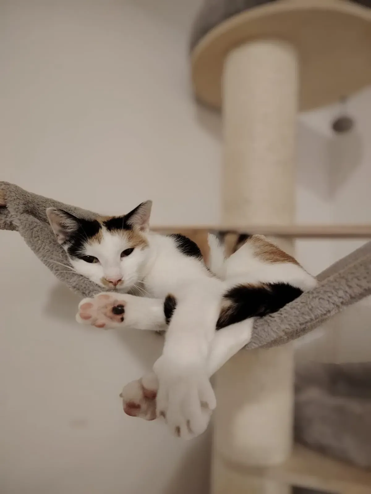 Mimi – fotografie 1