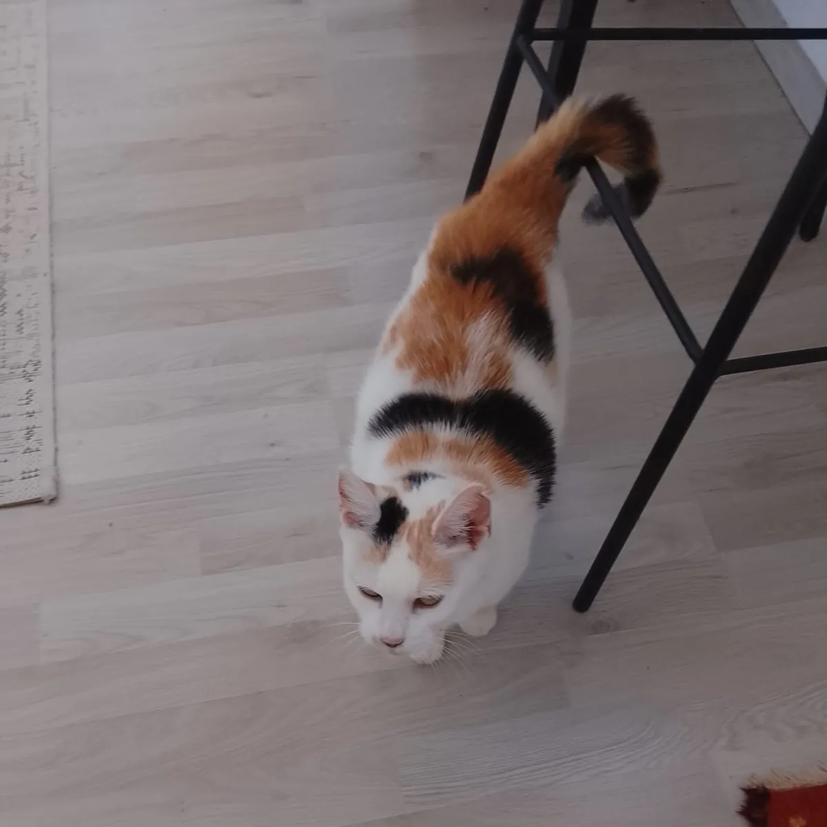 Eliška