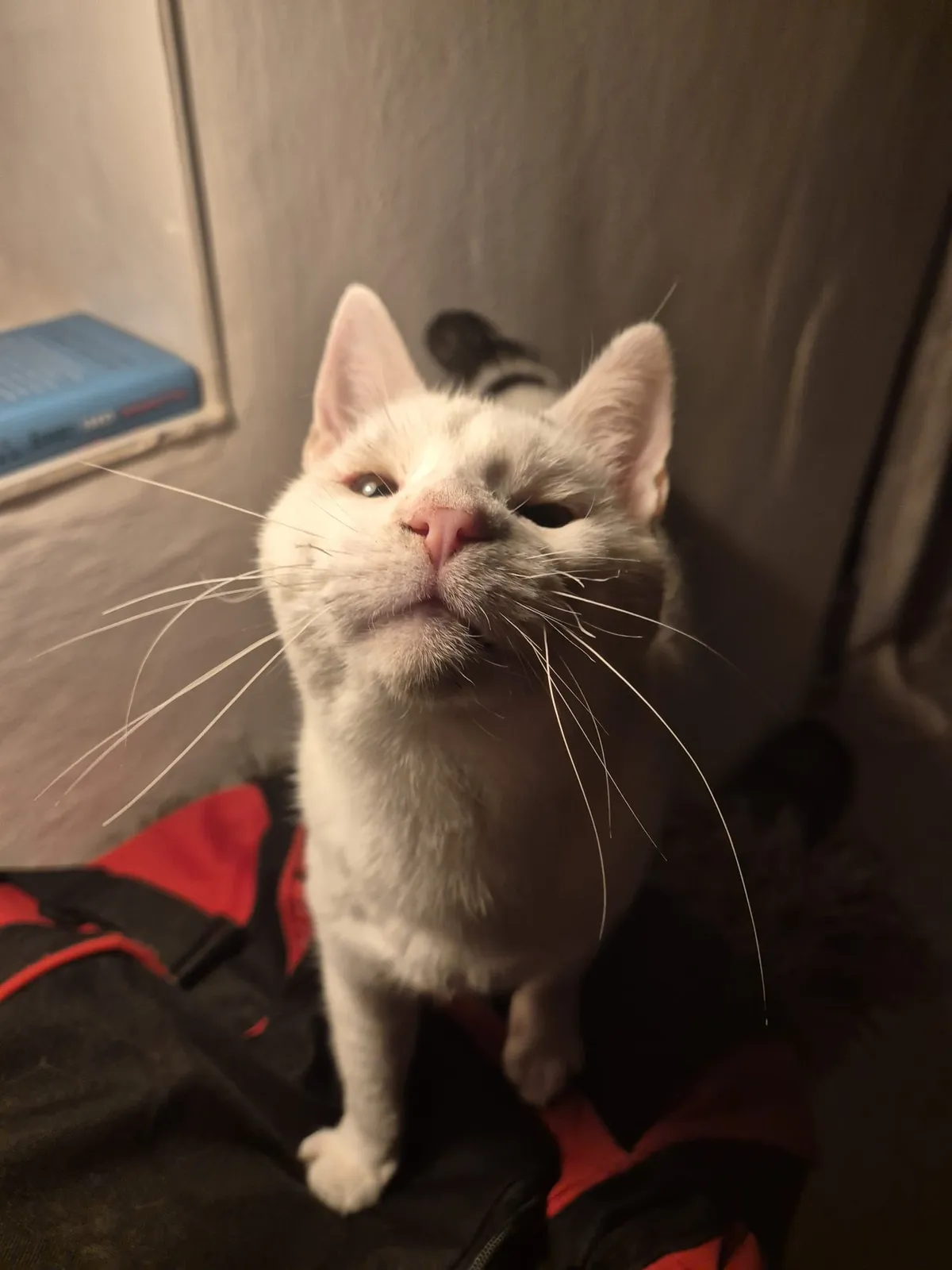 Oliver