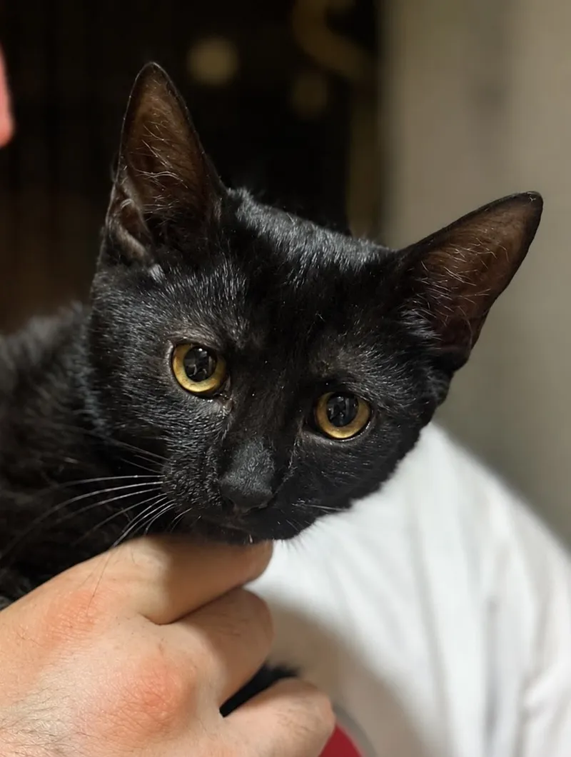 Arya