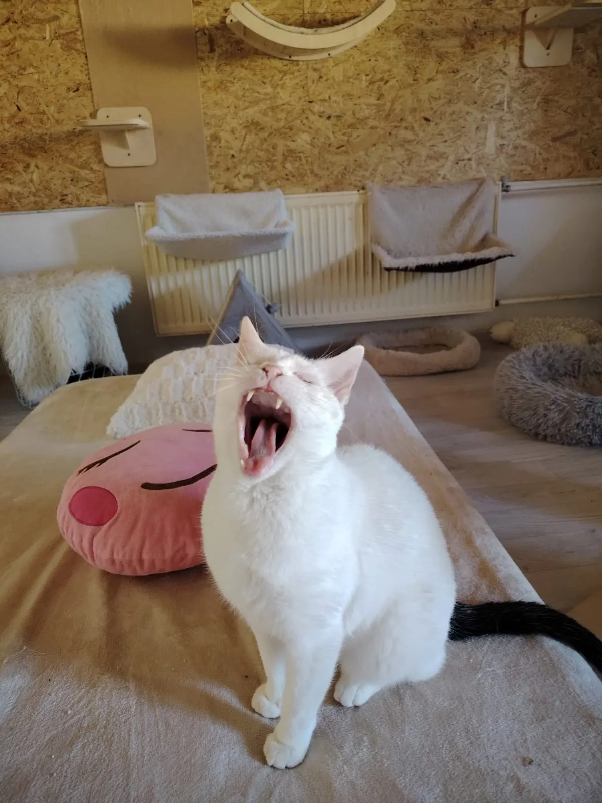 Oliver – fotografie 4