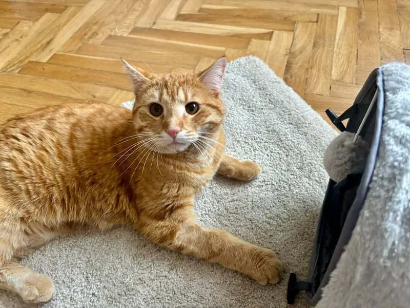 Simba – fotografie 4