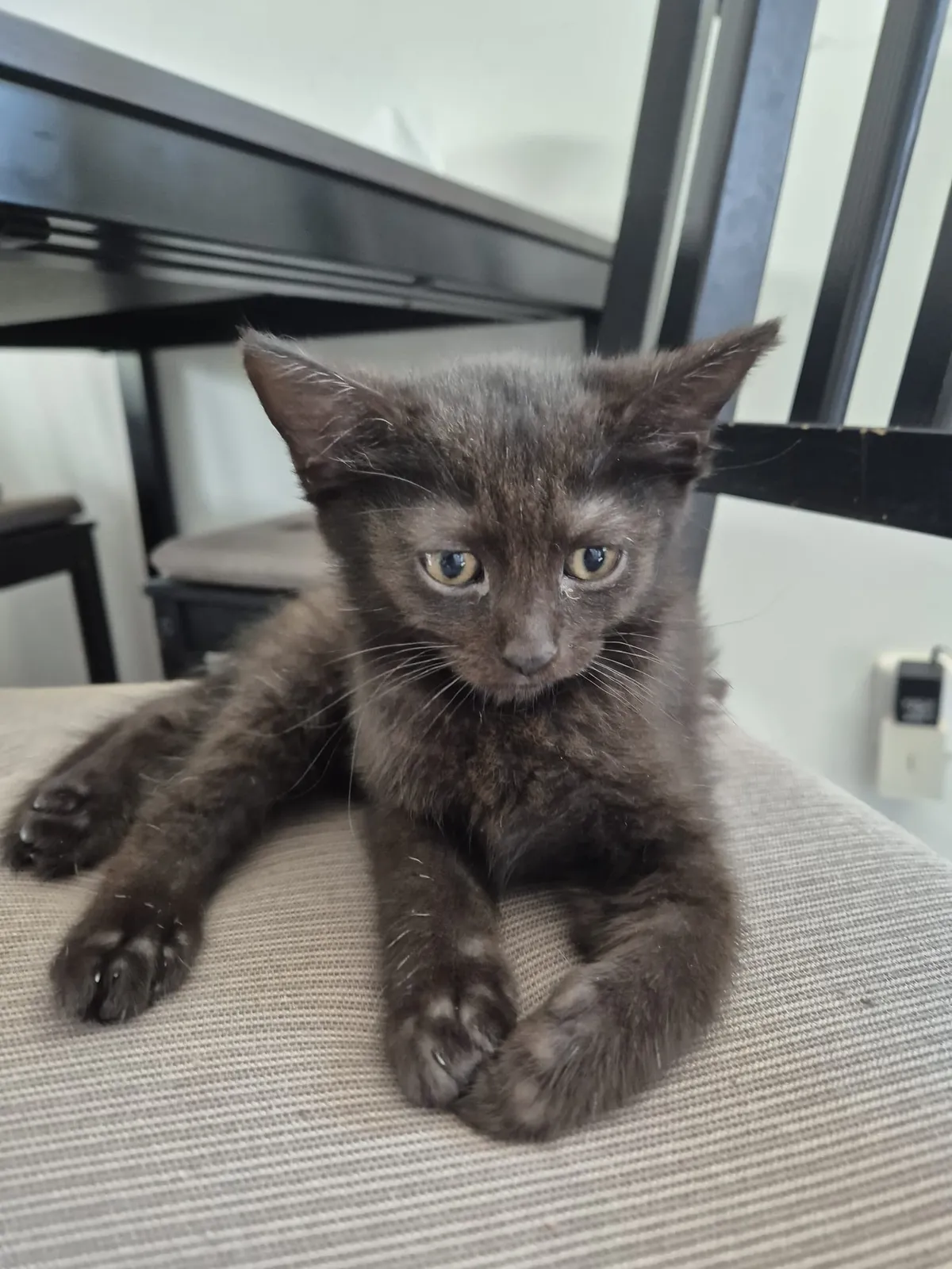 Arya – fotografie 3