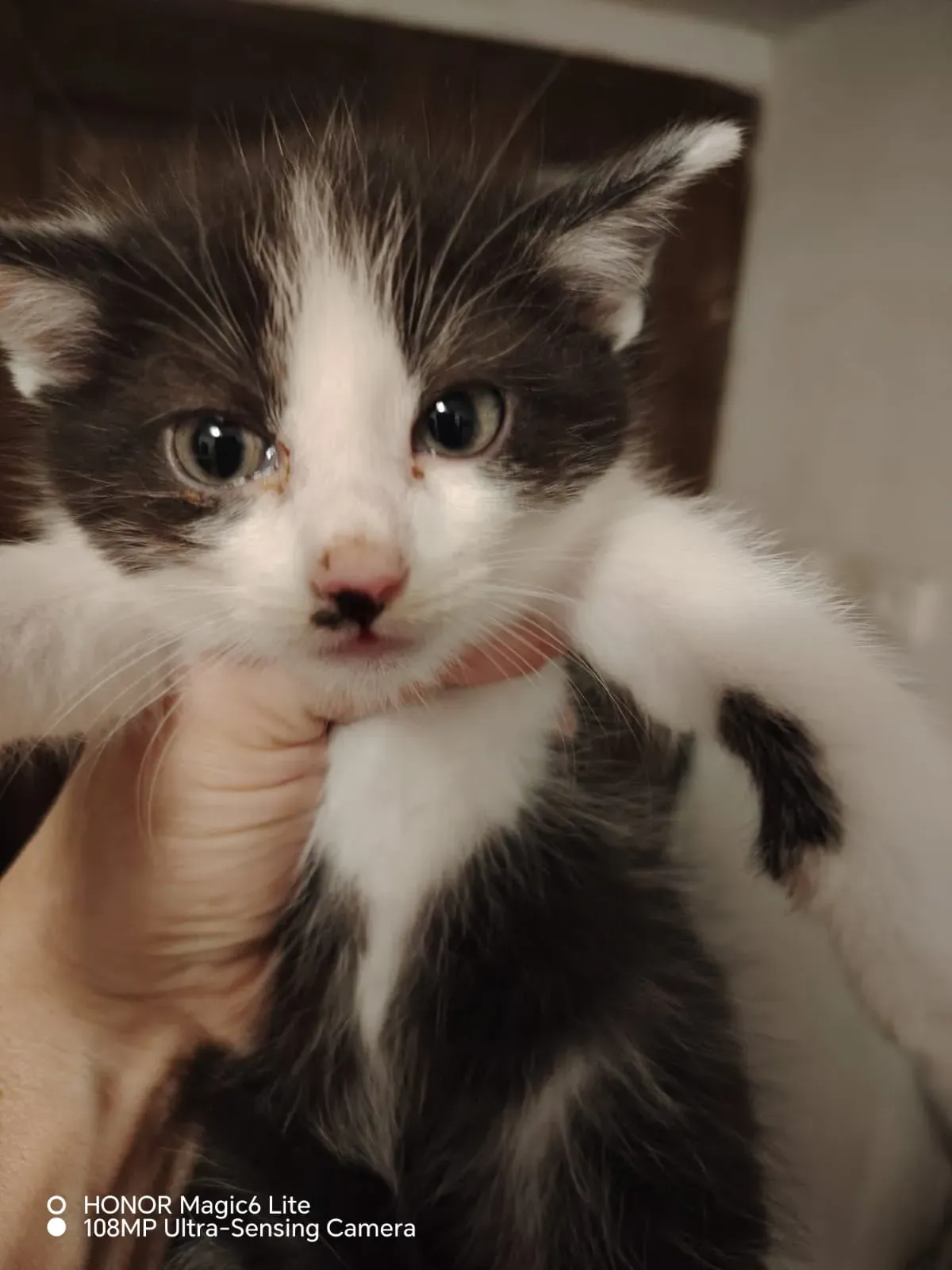Seny (v adopci Loki) – fotografie 4