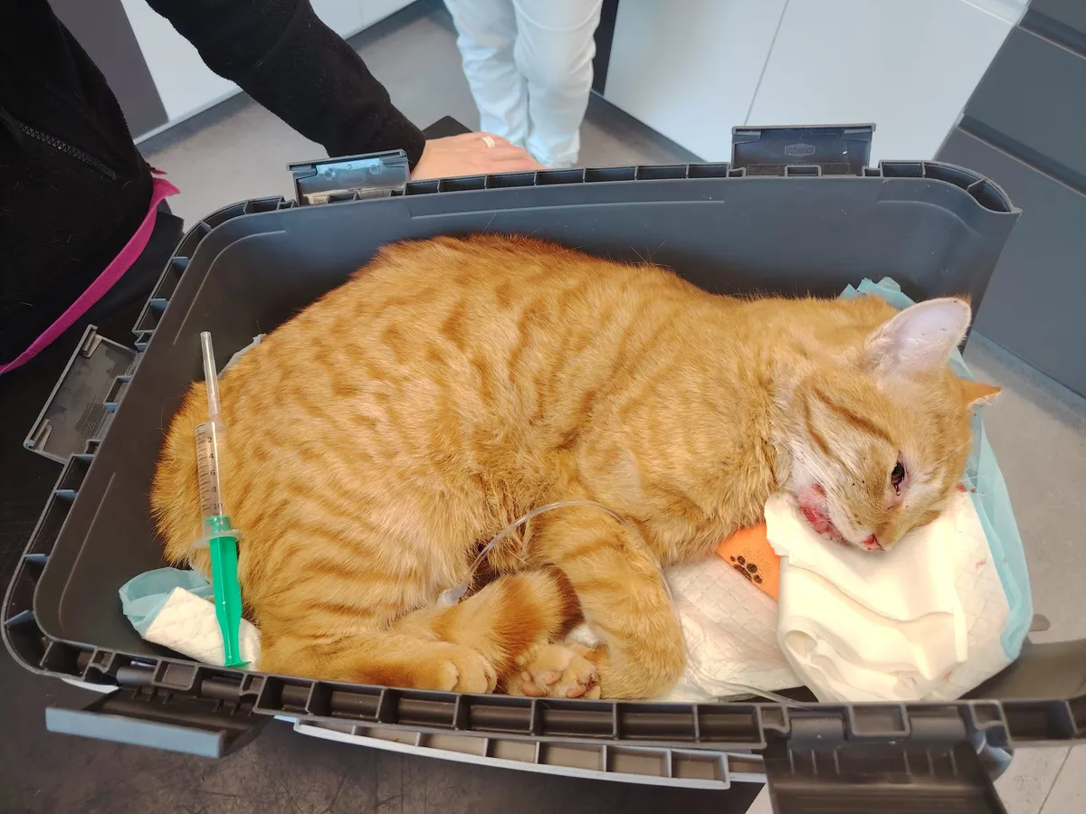 Simba – fotografie 6