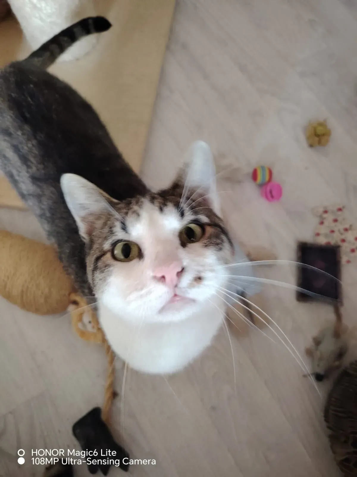 Miško