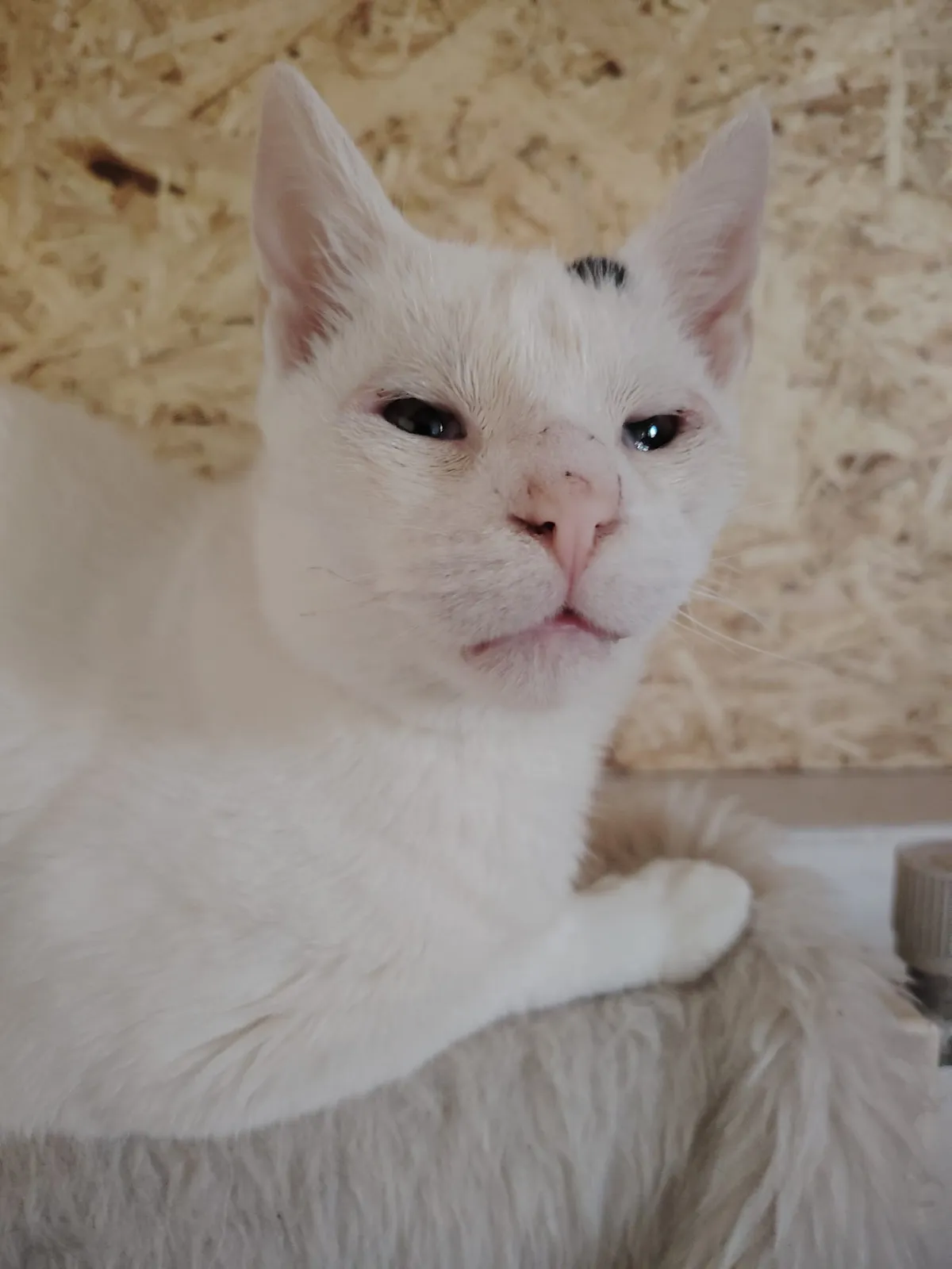 Oliver – fotografie 1