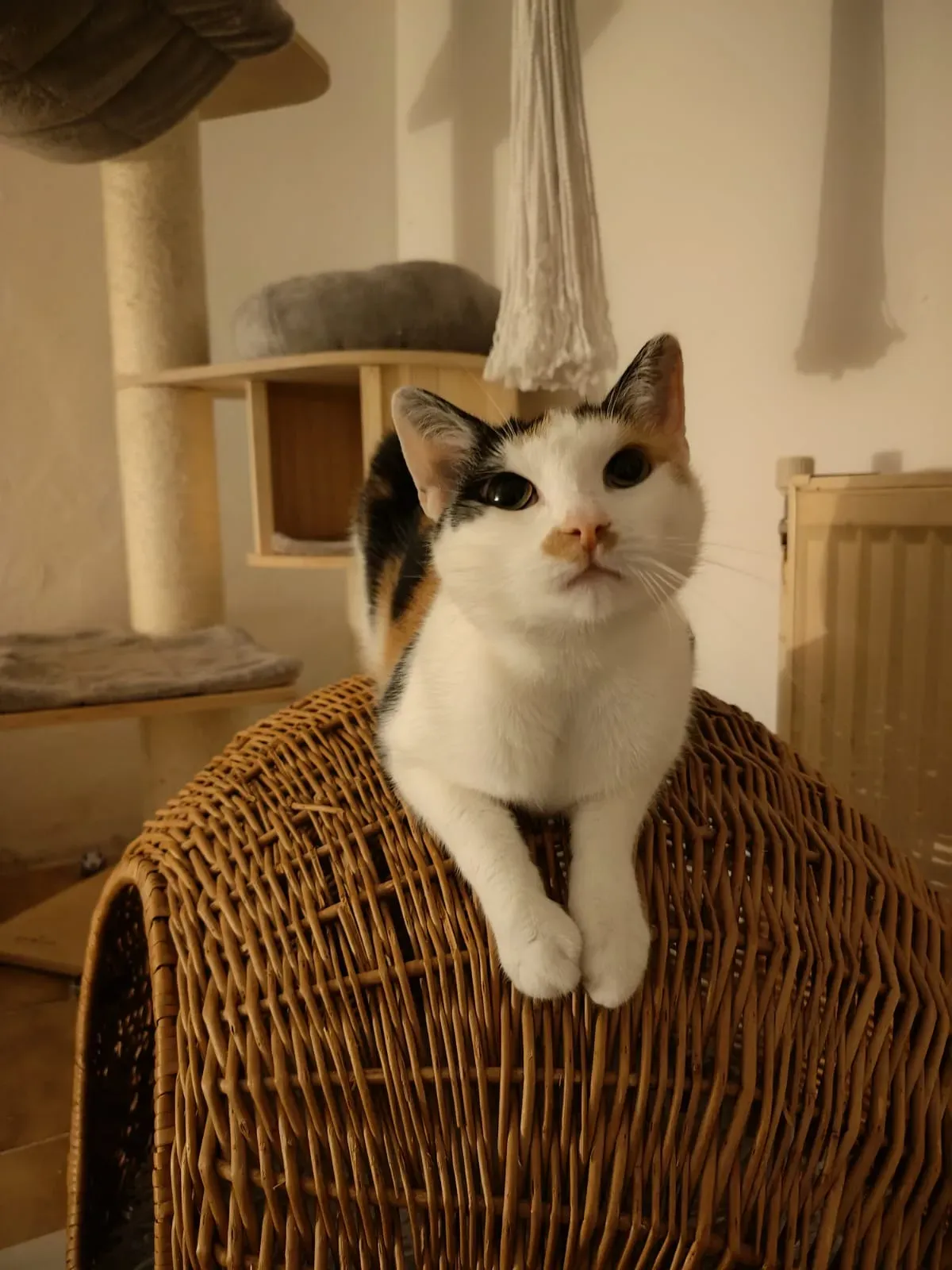 Mimi – fotografie 3