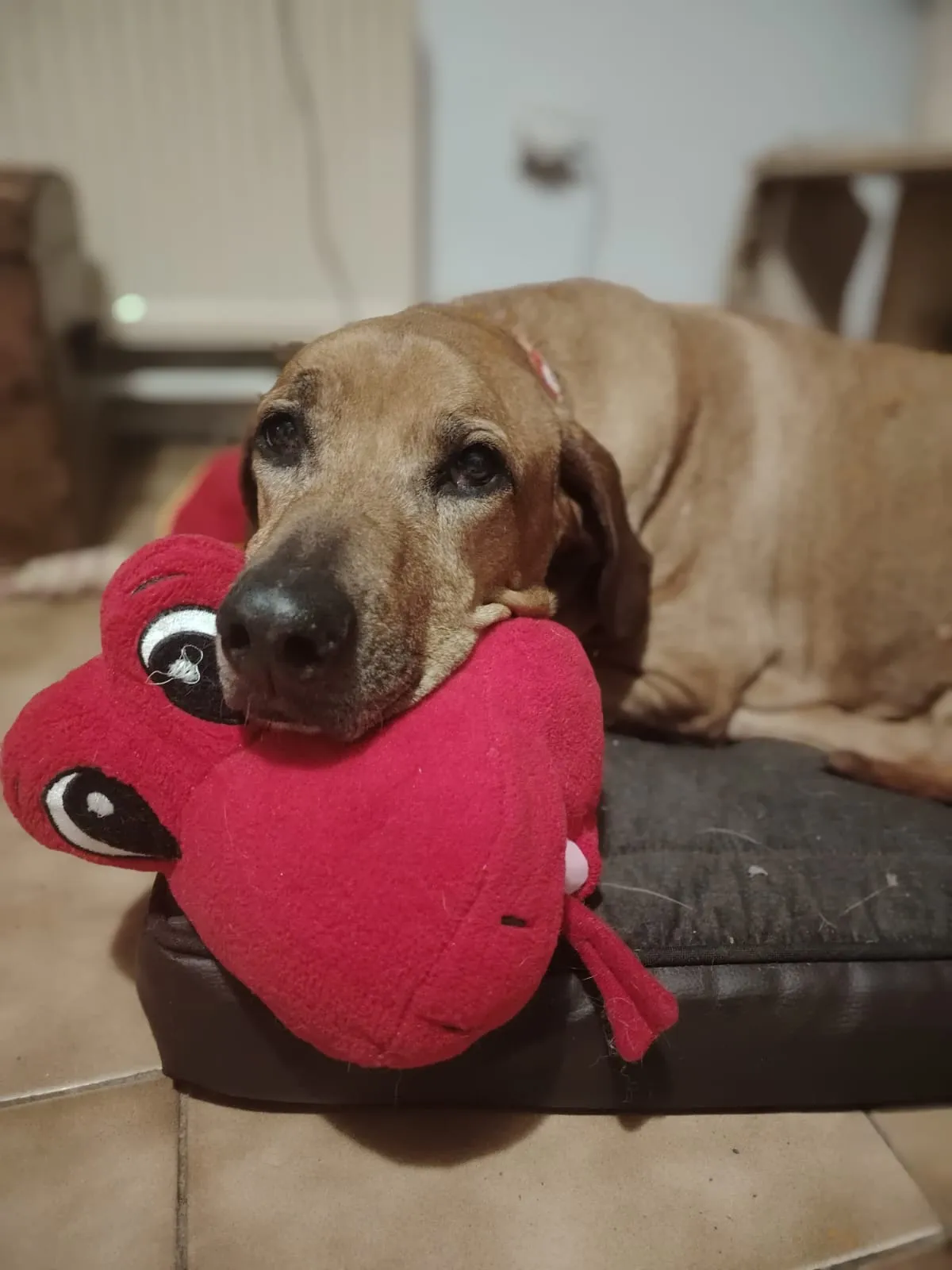 Daisy – fotografie 1