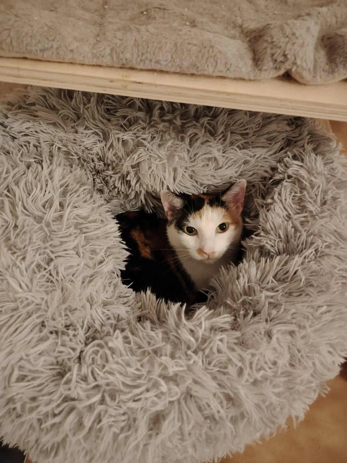 Mimi