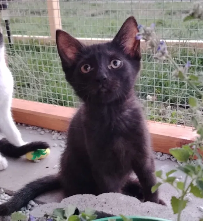Arya – fotografie 5