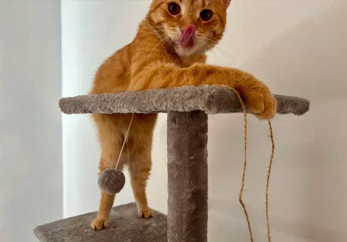Simba – fotografie 5