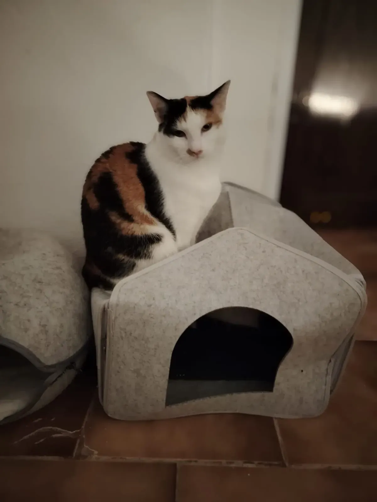 Mimi – fotografie 2