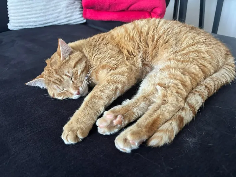Simba – fotografie 2