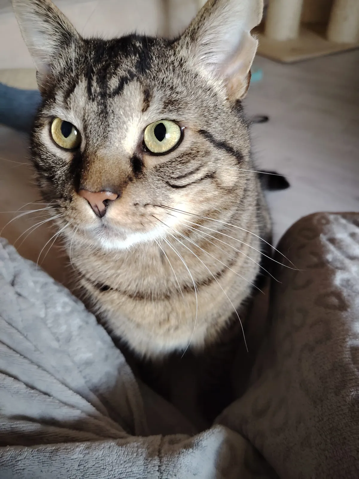 Lojzík