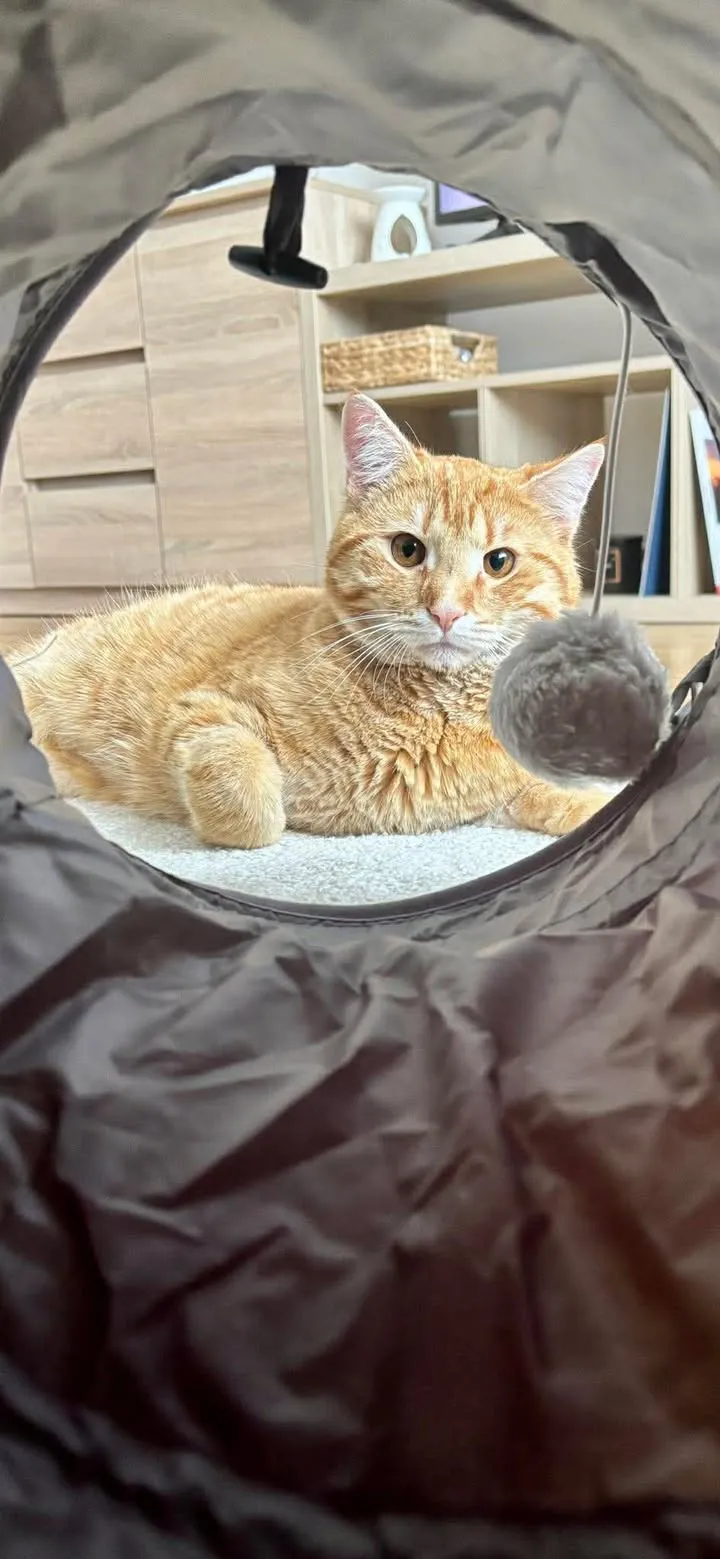 Simba – fotografie 1