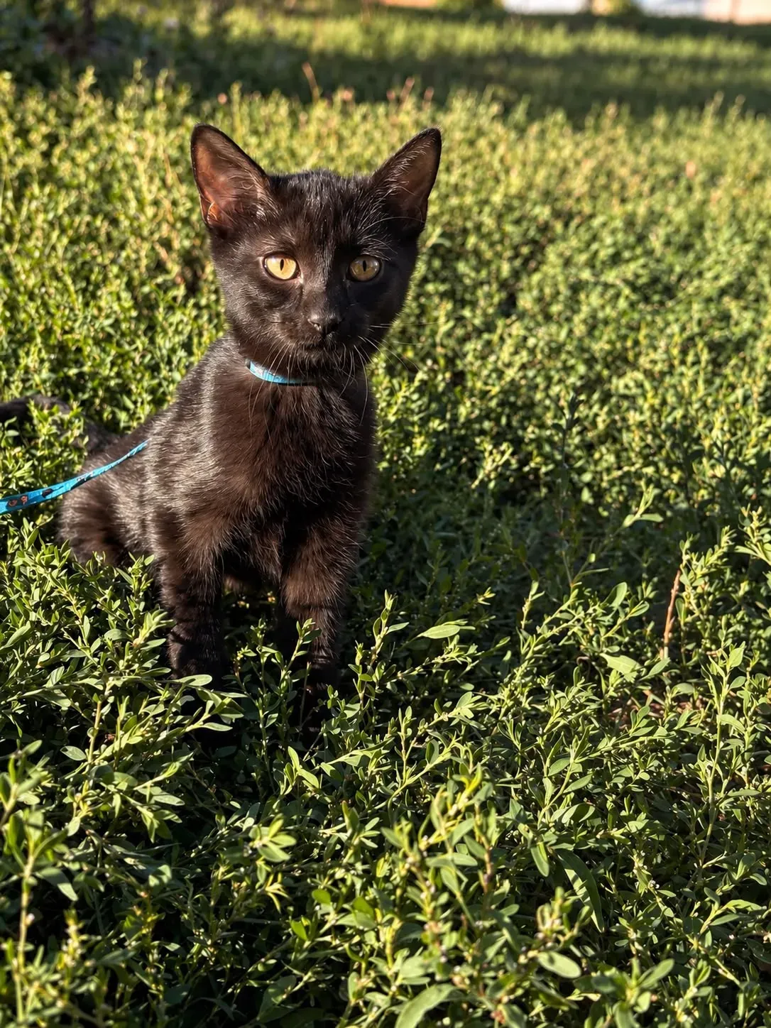 Arya – fotografie 6