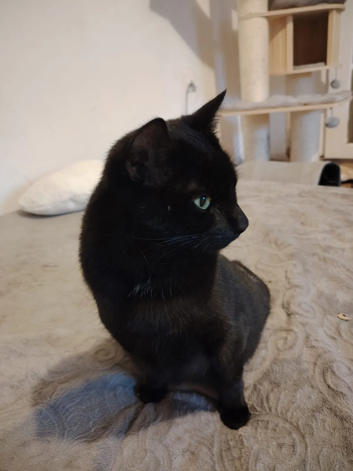 Uhlík