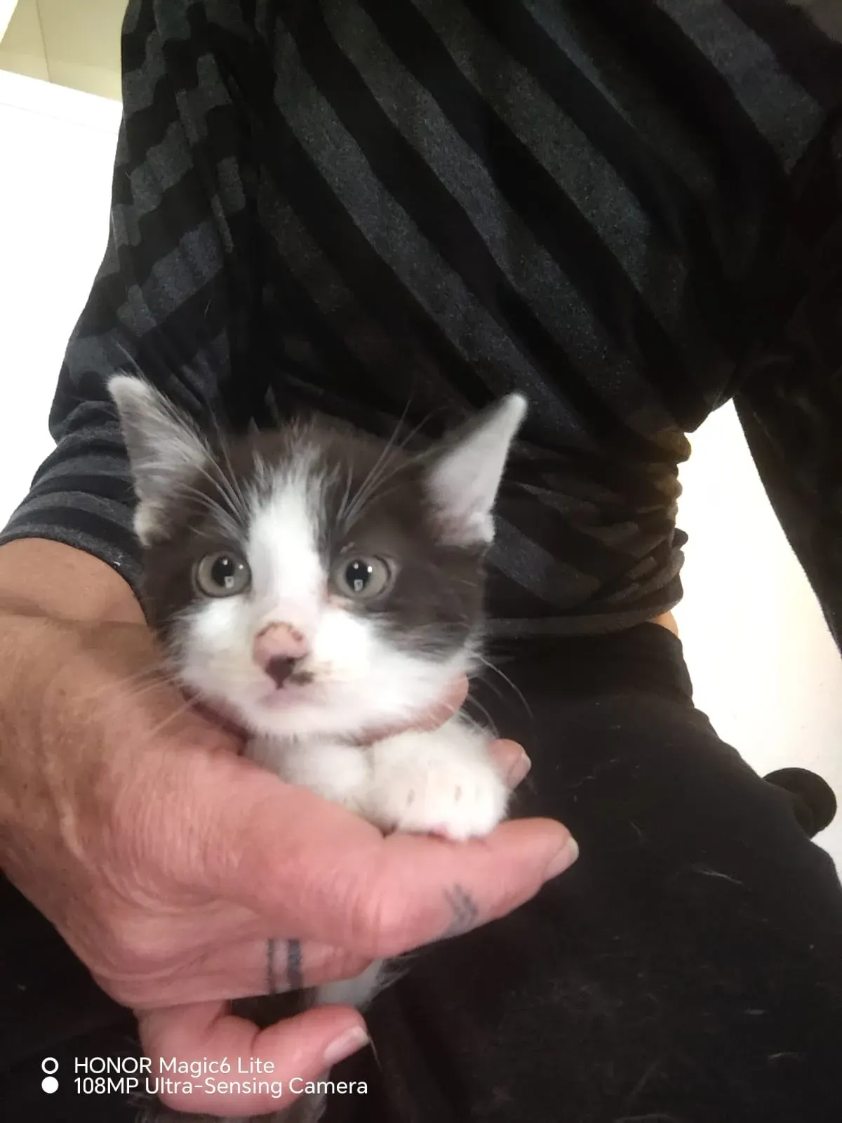 Seny (v adopci Loki) – fotografie 1