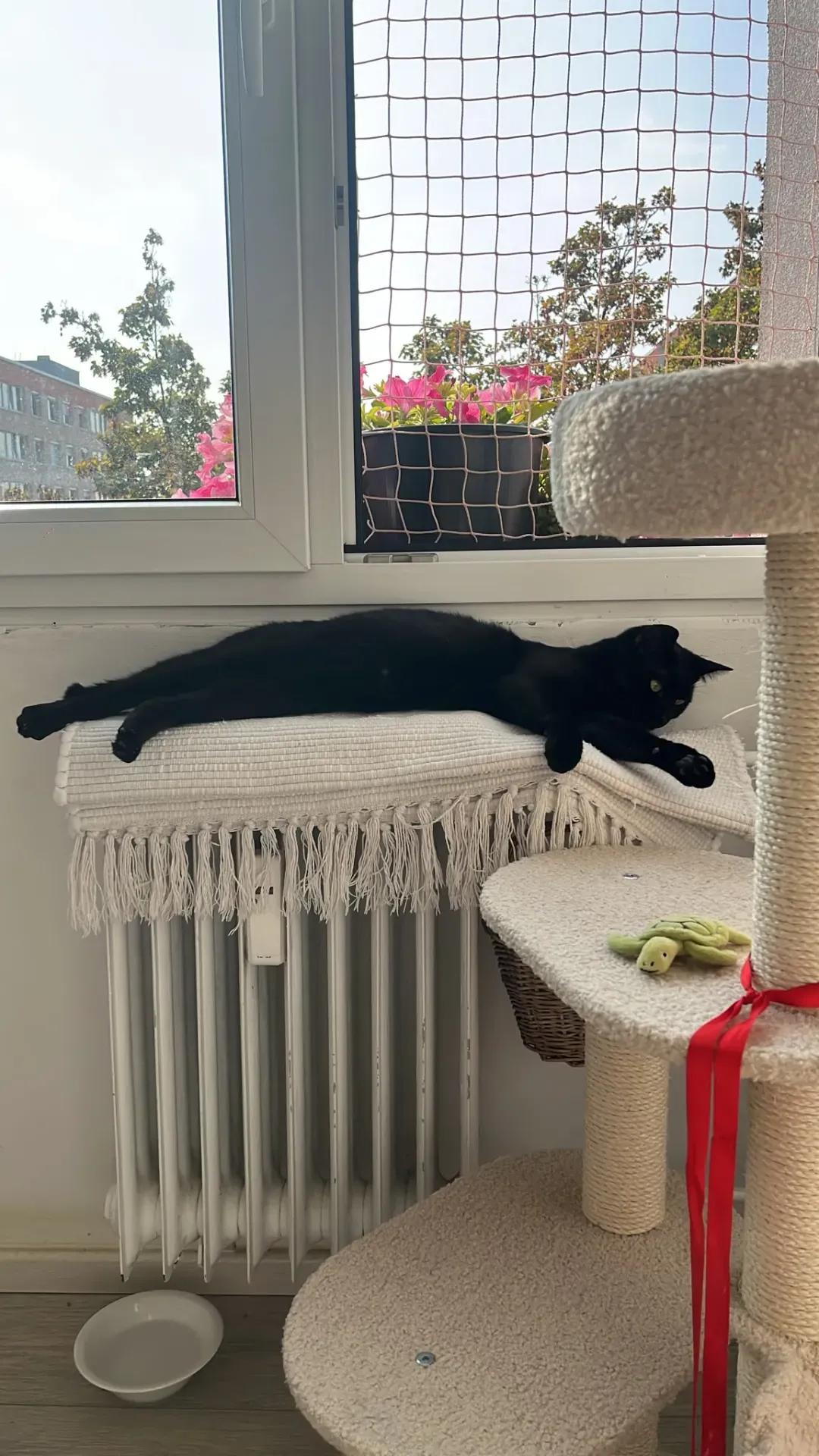 Zelfík  – fotografie 3