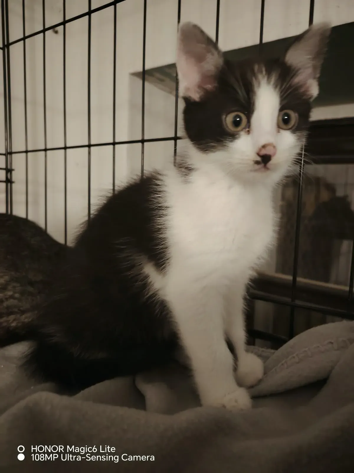 Seny (v adopci Loki)