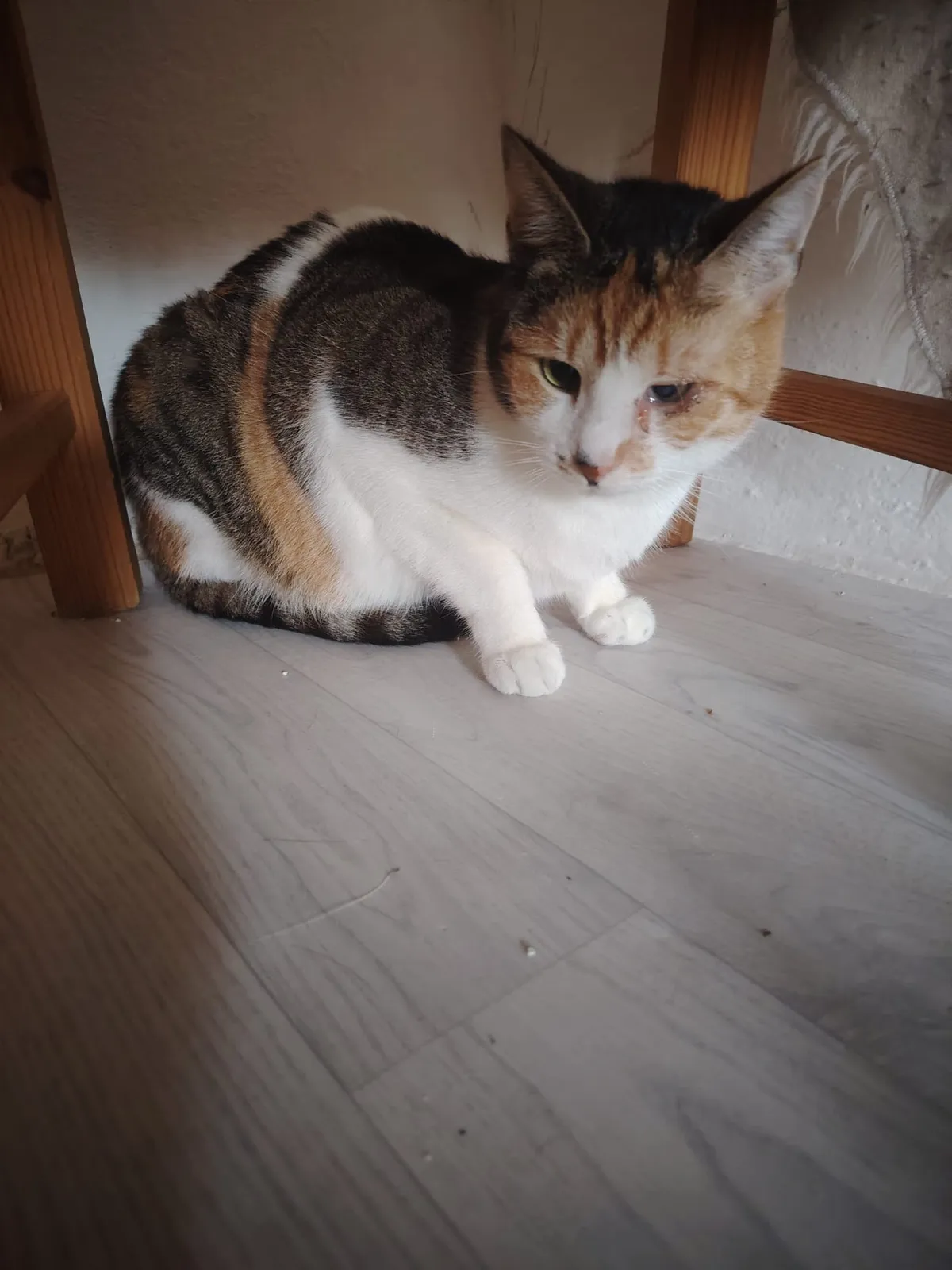 Jasmínka