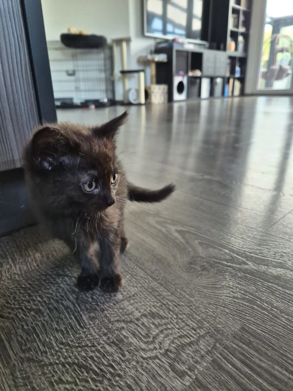 Arya – fotografie 4