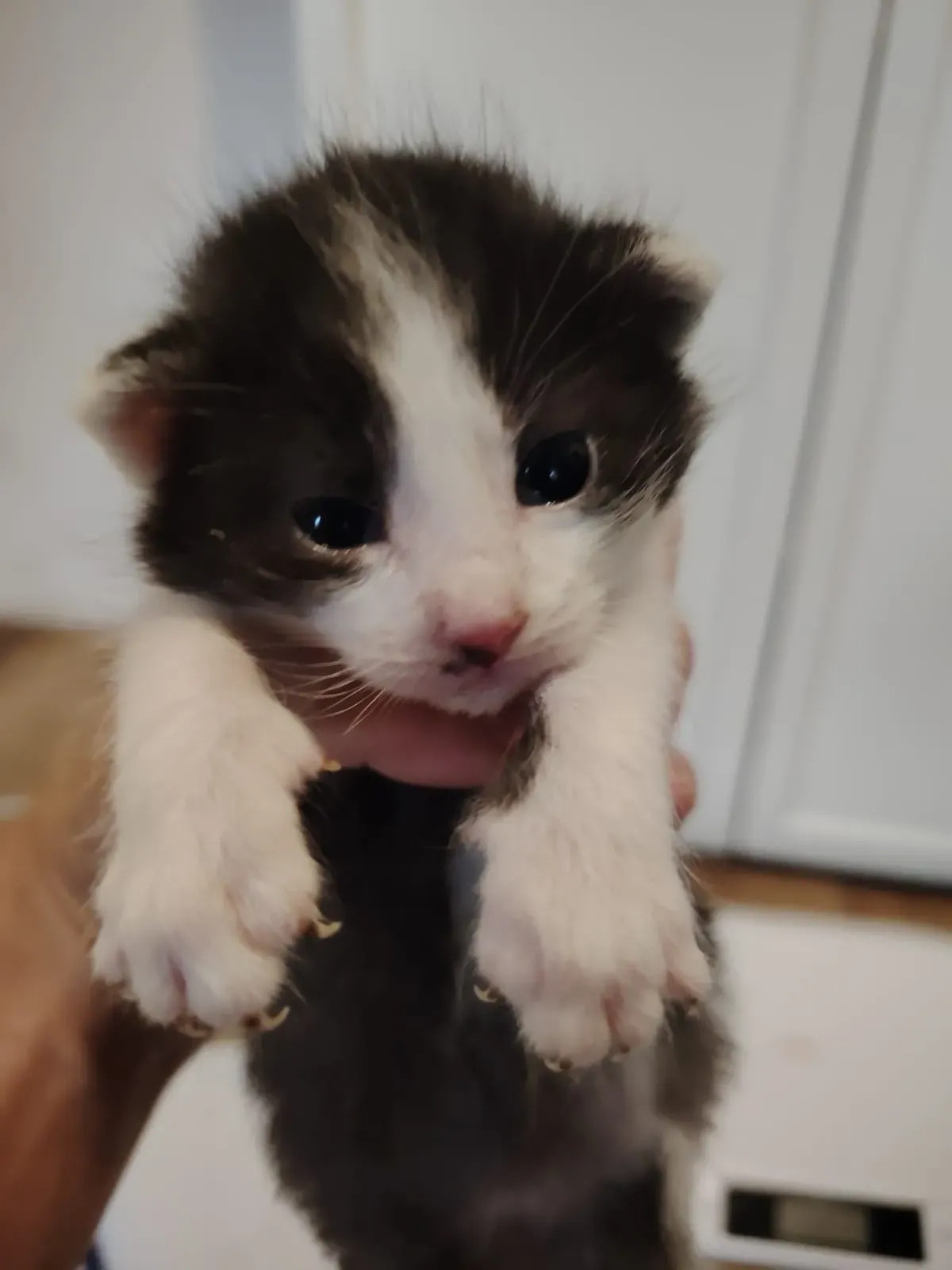 Seny (v adopci Loki) – fotografie 3