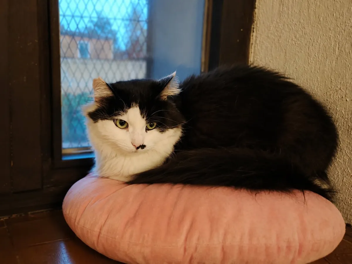 Velký Felix