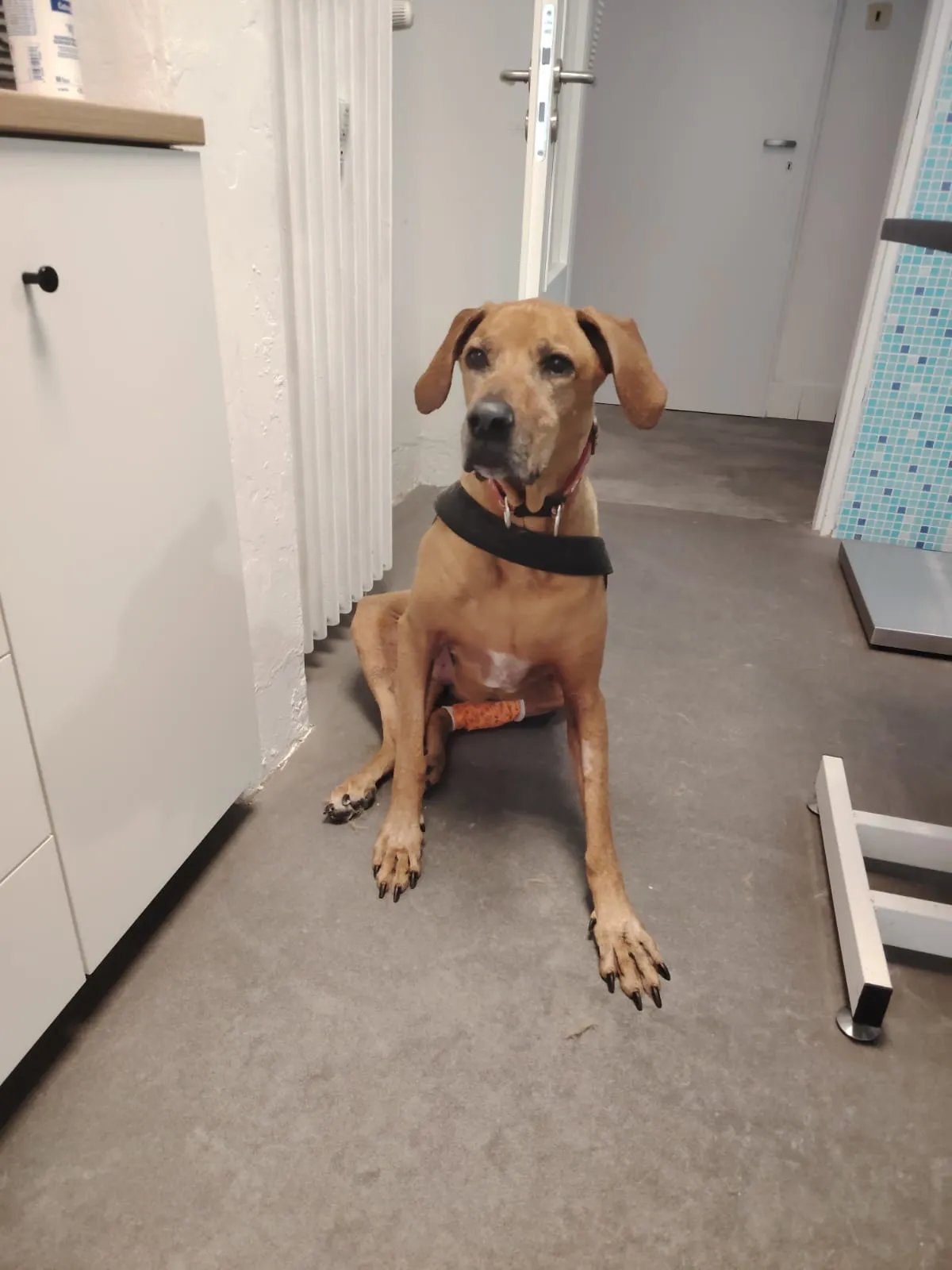 Daisy – fotografie 4