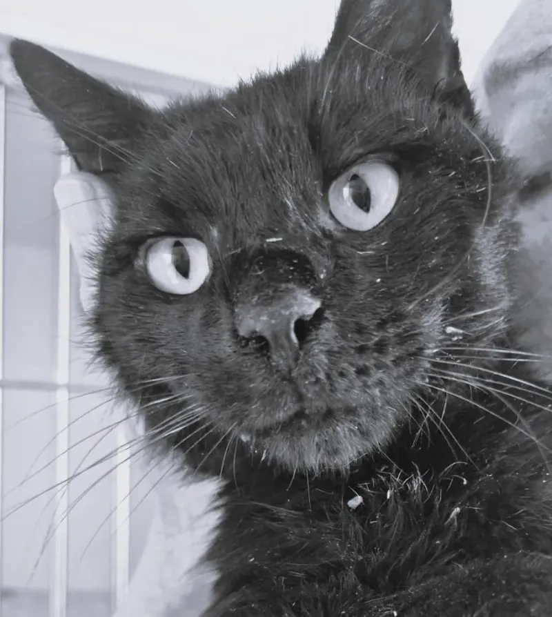 Bertík