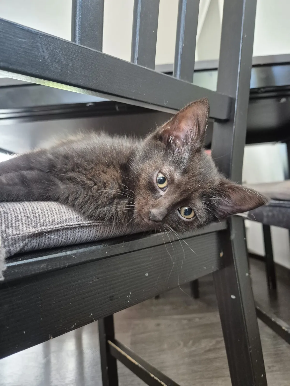 Arya – fotografie 2