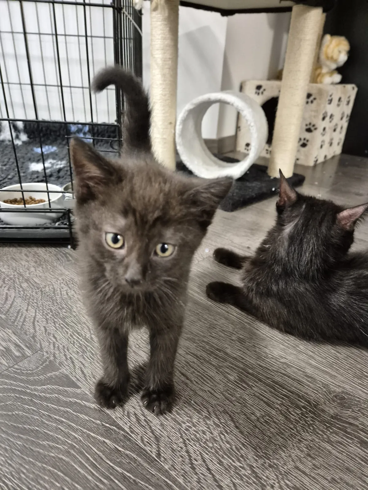 Arya – fotografie 1