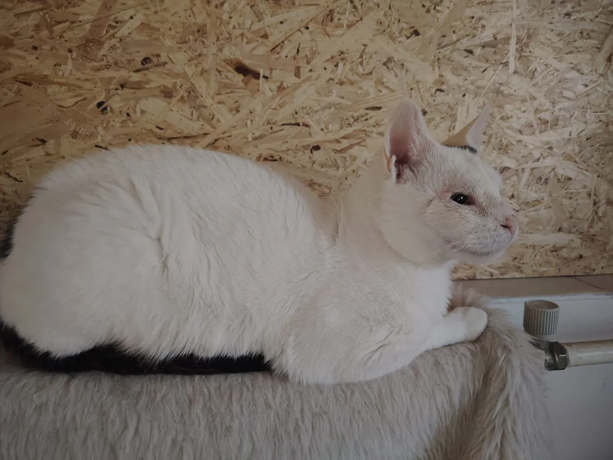 Oliver – fotografie 3