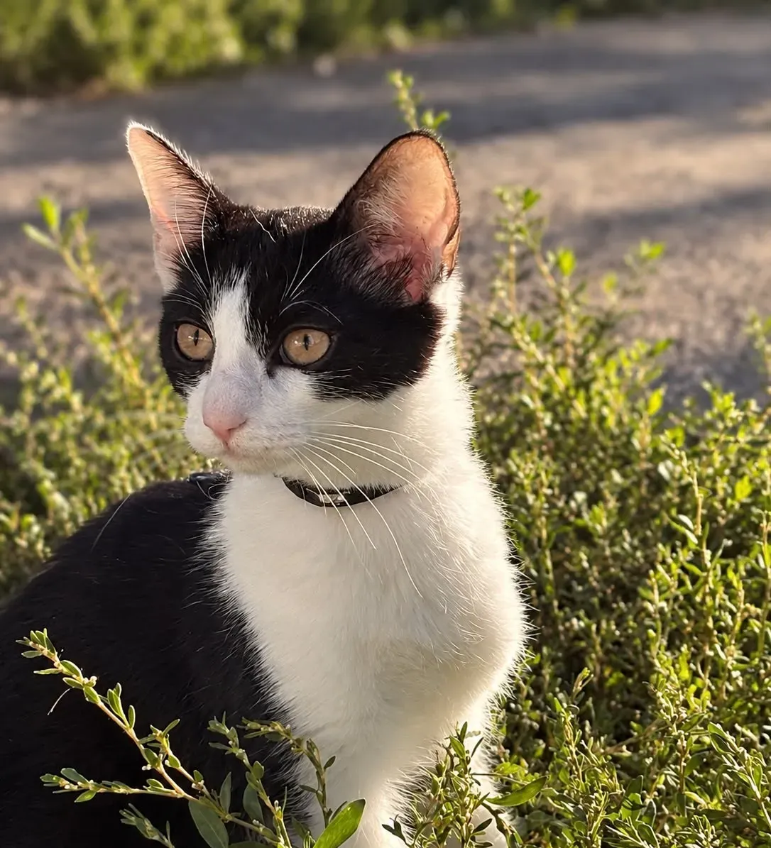 Kiara