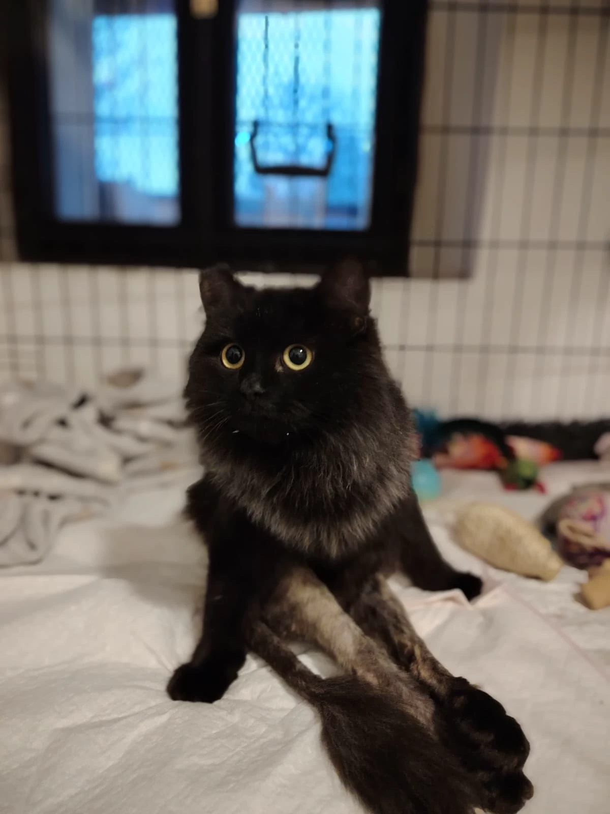 Černá kočka – zvíře k adopci